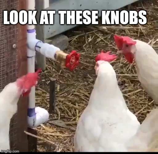 KNOBHILL | LOOK AT THESE KNOBS | image tagged in memes | made w/ Imgflip meme maker