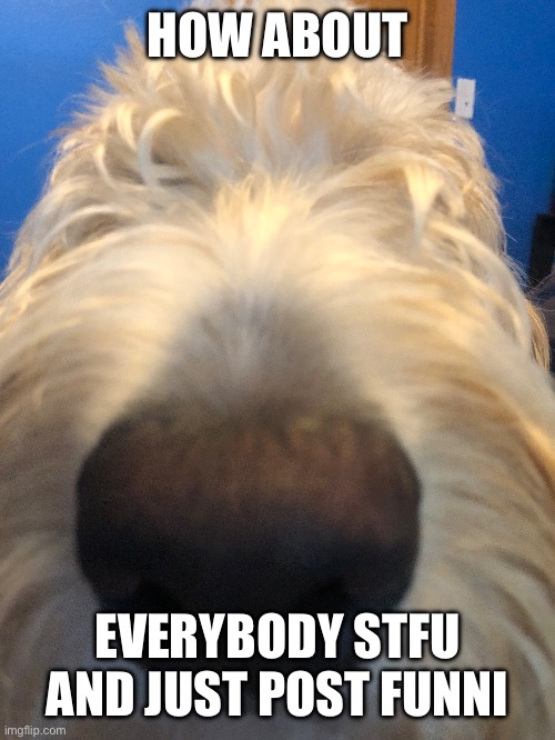HOW ABOUT; EVERYBODY STFU AND JUST POST FUNNI | made w/ Imgflip meme maker