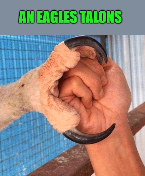 AN EAGLES TALONS | made w/ Imgflip meme maker