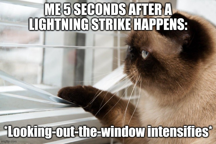 This actually happen a few minutes ago in class! | ME 5 SECONDS AFTER A LIGHTNING STRIKE HAPPENS:; *Looking-out-the-window intensifies* | image tagged in cat looking out window,memes,fresh memes,meh,lightning | made w/ Imgflip meme maker
