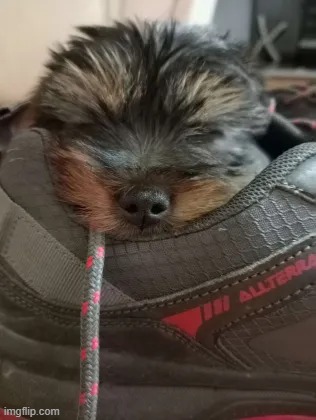 my grandparents got a new puppy, she is very smol, around 3 calories | made w/ Imgflip meme maker