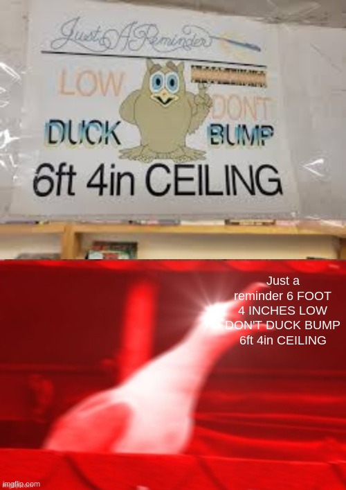 Just a reminder | Just a reminder 6 FOOT 4 INCHES LOW DON'T DUCK BUMP 6ft 4in CEILING | image tagged in triggered seagull,funny,you had one job | made w/ Imgflip meme maker