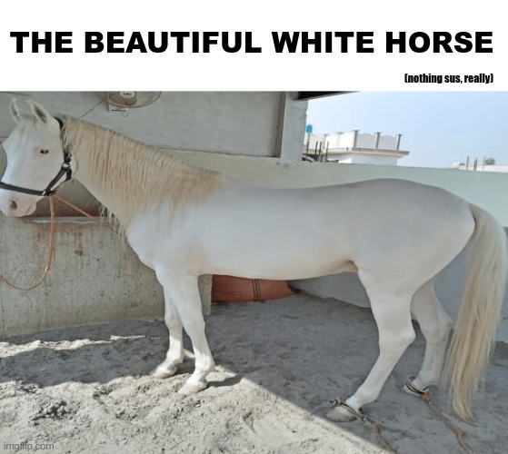 THE BEAUTIFUL WHITE HORSE; (nothing sus, really) | made w/ Imgflip meme maker