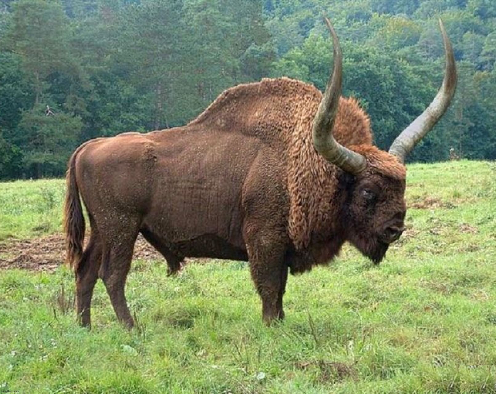 Bison latifrons | image tagged in bison latifrons | made w/ Imgflip meme maker