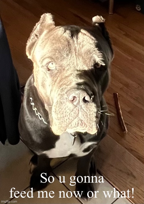 Zeus | So u gonna feed me now or what! | image tagged in dad joke dog | made w/ Imgflip meme maker