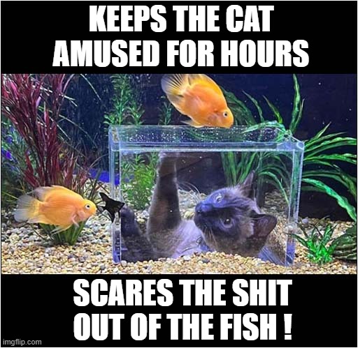 The Cats Viewing Box | KEEPS THE CAT AMUSED FOR HOURS; SCARES THE SHIT
OUT OF THE FISH ! | image tagged in cats,fish tank,amused | made w/ Imgflip meme maker
