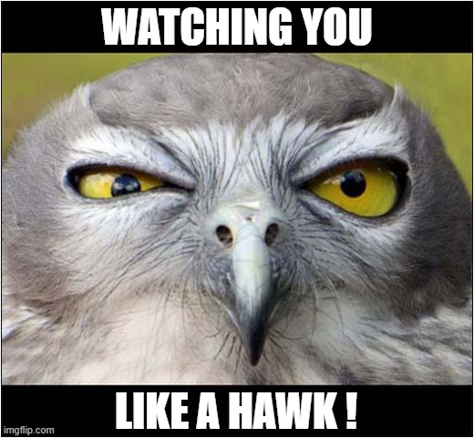 Here's Looking At You, Kid ! | WATCHING YOU; LIKE A HAWK ! | image tagged in hawk,watching | made w/ Imgflip meme maker