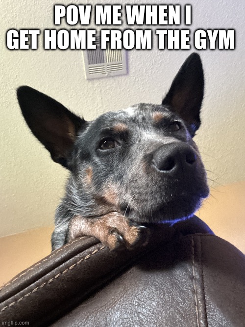 Lazy dog | POV ME WHEN I GET HOME FROM THE GYM | image tagged in lazy dog | made w/ Imgflip meme maker