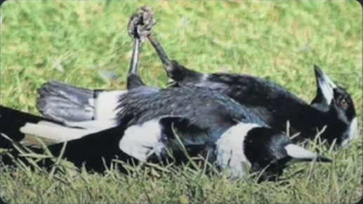 High Quality Magpies holding hands Blank Meme Template