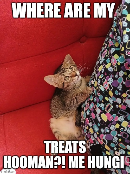 Cat treats | WHERE ARE MY; TREATS HOOMAN?! ME HUNGI | image tagged in cats,cat,funny cat memes | made w/ Imgflip meme maker