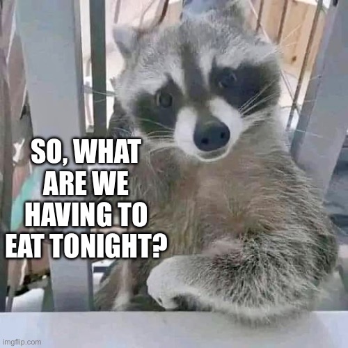 What’s For Dinner? | SO, WHAT ARE WE HAVING TO EAT TONIGHT? | image tagged in raccoon,dinner,eating,food,feeding | made w/ Imgflip meme maker