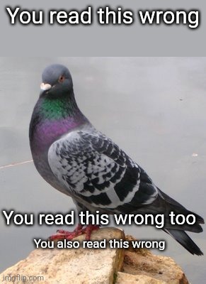 pigeon | You read this wrong; You read this wrong too; You also read this wrong | image tagged in pigeon | made w/ Imgflip meme maker