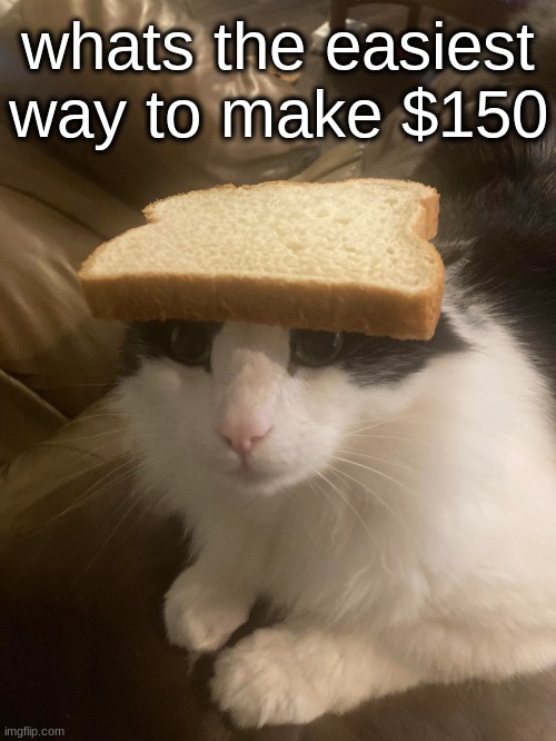 preferably without murder | whats the easiest way to make $150 | image tagged in bread cat | made w/ Imgflip meme maker