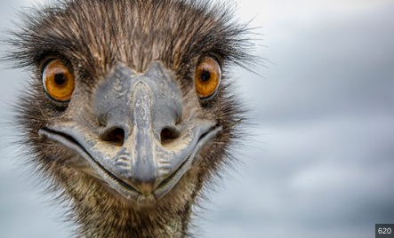 High Quality emu Blank Meme Template