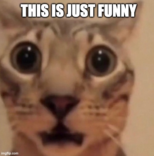 Flabbergasted cat | THIS IS JUST FUNNY | image tagged in flabbergasted cat | made w/ Imgflip meme maker