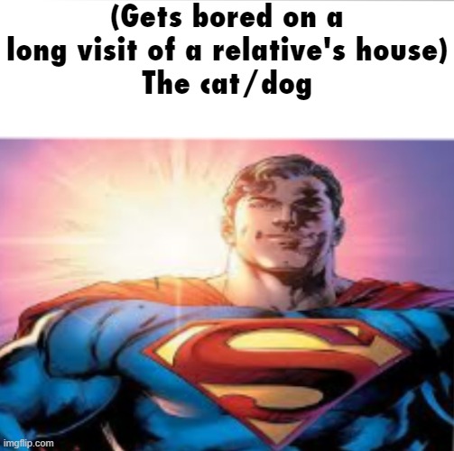 I swear they always be the chillest pets ever | (Gets bored on a long visit of a relative's house)
The cat/dog | image tagged in superman starman meme | made w/ Imgflip meme maker