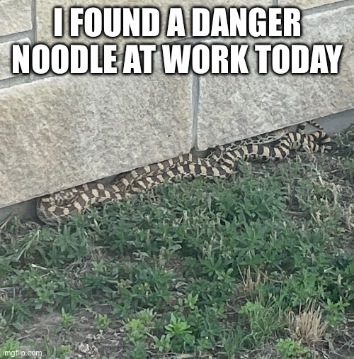 I love sneks. From a distance. | I FOUND A DANGER NOODLE AT WORK TODAY | made w/ Imgflip meme maker