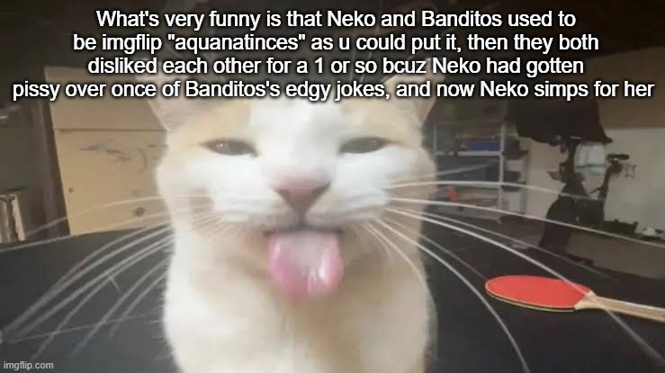 Milly the silly cat Bleh Cat | What's very funny is that Neko and Banditos used to be imgflip "aquanatinces" as u could put it, then they both disliked each other for a 1 or so bcuz Neko had gotten pissy over once of Banditos's edgy jokes, and now Neko simps for her | image tagged in milly the silly cat bleh cat | made w/ Imgflip meme maker