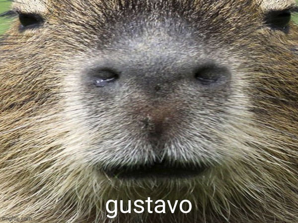 gustavo | gustavo | made w/ Imgflip meme maker