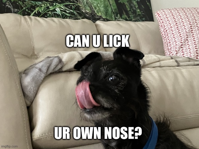 Jasper | CAN U LICK; UR OWN NOSE? | image tagged in jasper | made w/ Imgflip meme maker