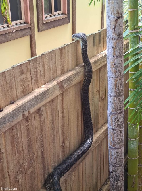 python looking over fence | image tagged in python looking over fence | made w/ Imgflip meme maker