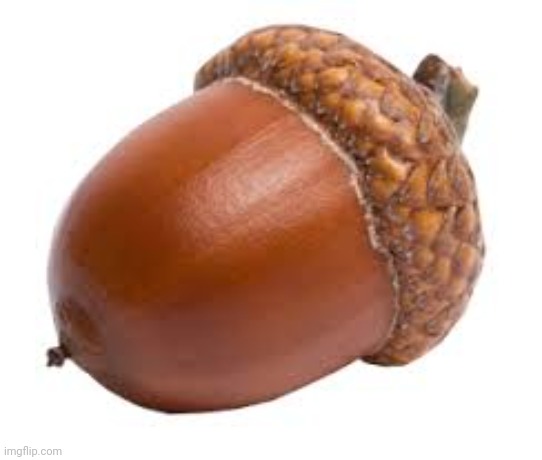 Acorn | image tagged in acorn | made w/ Imgflip meme maker