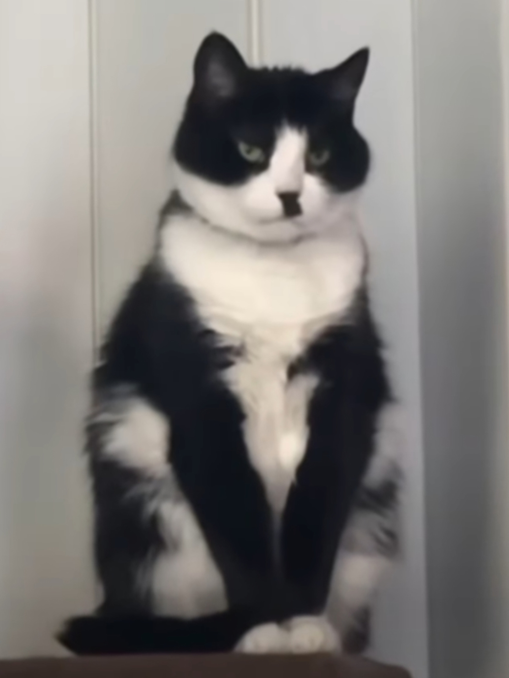 High Quality Hitler cat Blank Meme Template