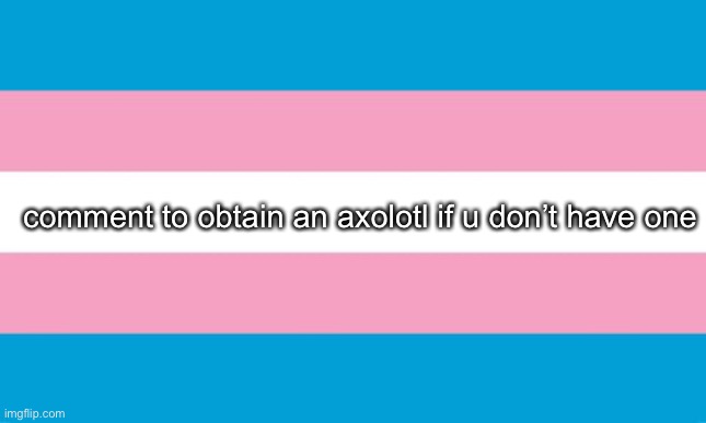 you must show proof of not having one | comment to obtain an axolotl if u don’t have one | image tagged in transgender flag | made w/ Imgflip meme maker
