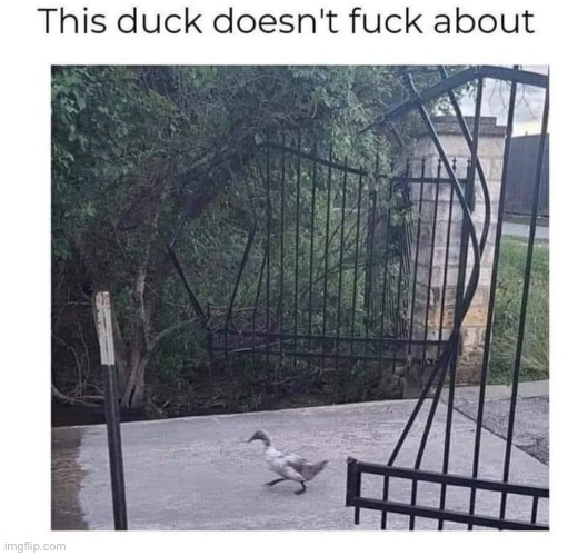Superduck | image tagged in duck,strong | made w/ Imgflip meme maker