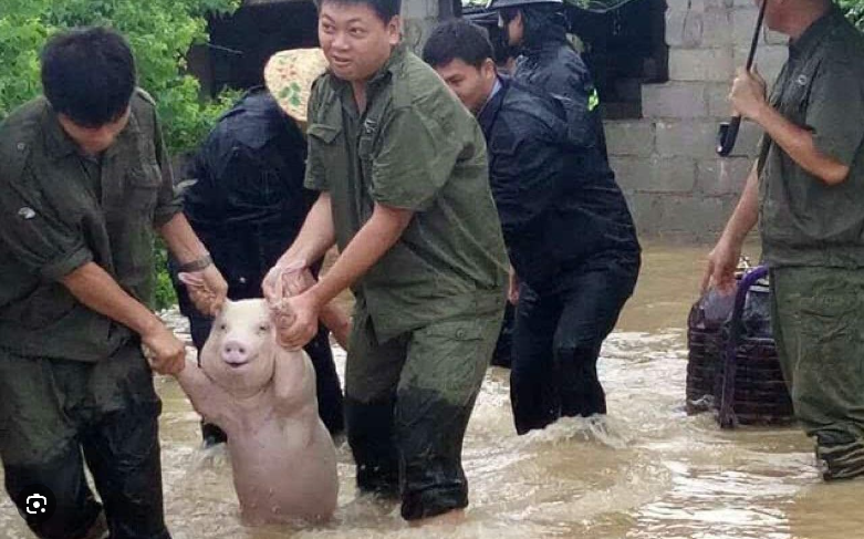 High Quality Smiling pig rescued Blank Meme Template