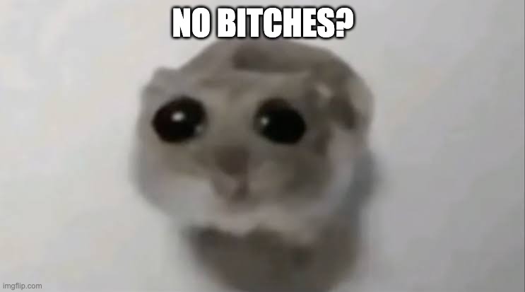 Sad Hamster | NO BITCHES? | image tagged in sad hamster,memes,funny,no bitches,classic,dead meme | made w/ Imgflip meme maker