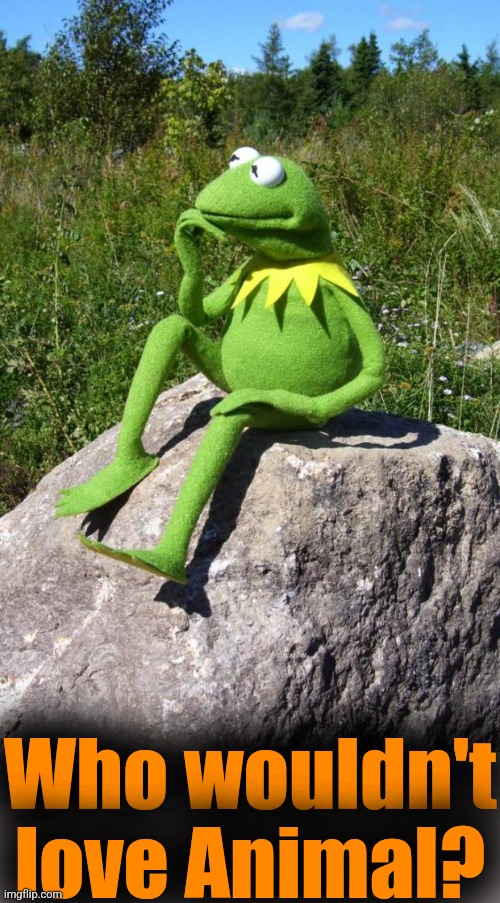 Kermit-thinking | Who wouldn't love Animal? | image tagged in kermit-thinking | made w/ Imgflip meme maker