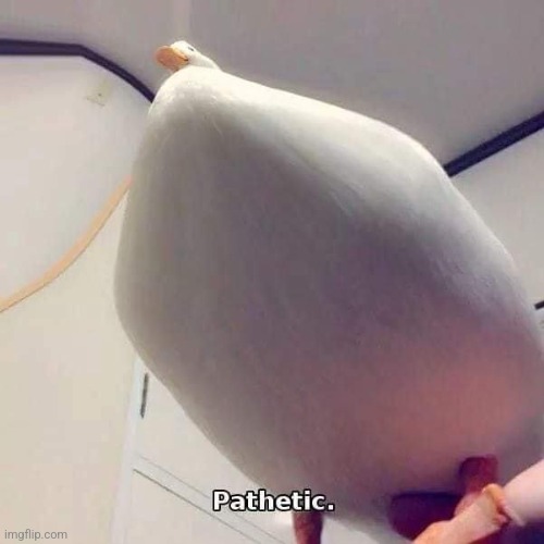 Pathetic duck | image tagged in pathetic duck | made w/ Imgflip meme maker