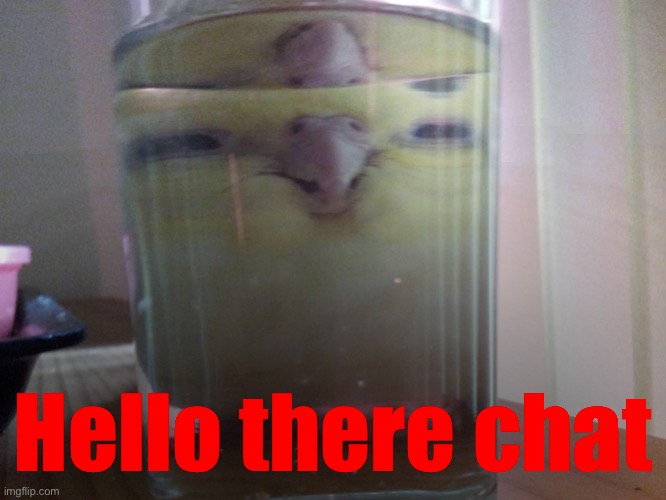 HENLO birb | Hello there chat | image tagged in henlo birb | made w/ Imgflip meme maker