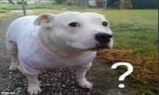 bulldog what | image tagged in bulldog what | made w/ Imgflip meme maker