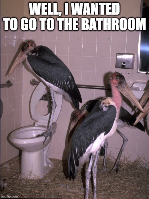 Birds | WELL, I WANTED TO GO TO THE BATHROOM | image tagged in cursed image | made w/ Imgflip meme maker