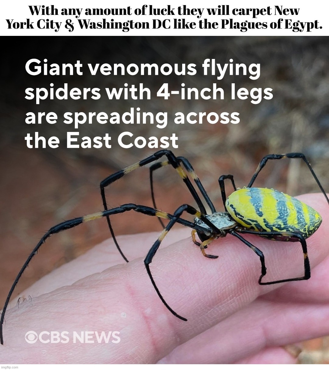 BREAKING: Plague of Poison Spiders Descends on the East Coast | image tagged in plague,plagues of egypt,instant karma,poison spiders,karma's a bitch,mad karma | made w/ Imgflip meme maker