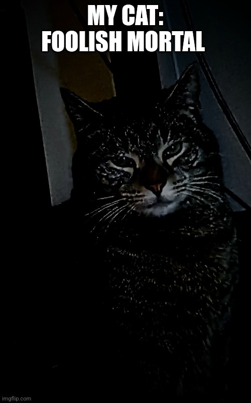 I edited my cat lol | MY CAT: FOOLISH MORTAL | image tagged in pathetic cat | made w/ Imgflip meme maker