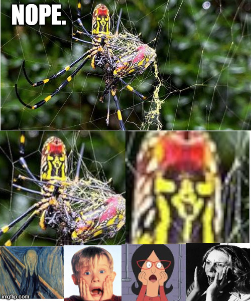 NOPE. | image tagged in joro,venomous spider,flying spider,they're safe relax | made w/ Imgflip meme maker