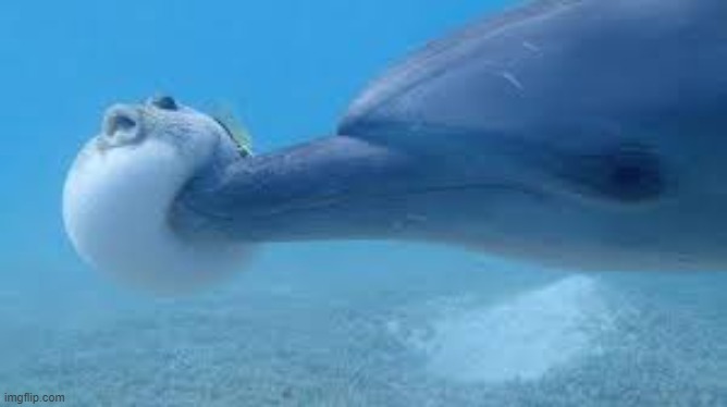 Dolphin Boops Pufferfish | image tagged in dolphin boops pufferfish | made w/ Imgflip meme maker