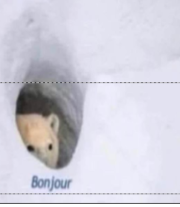 Bonjor Blank Meme Template