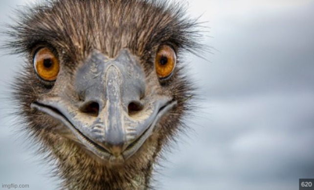 emu | l | image tagged in emu | made w/ Imgflip meme maker