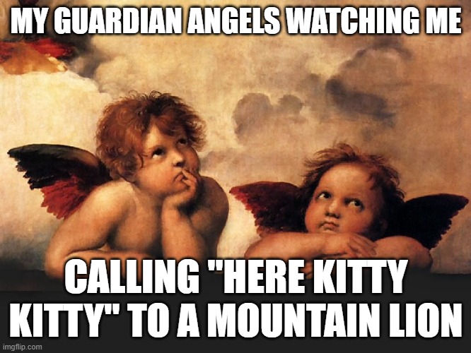 MY GUARDIAN ANGELS WATCHING ME; CALLING "HERE KITTY KITTY" TO A MOUNTAIN LION | image tagged in kitty | made w/ Imgflip meme maker