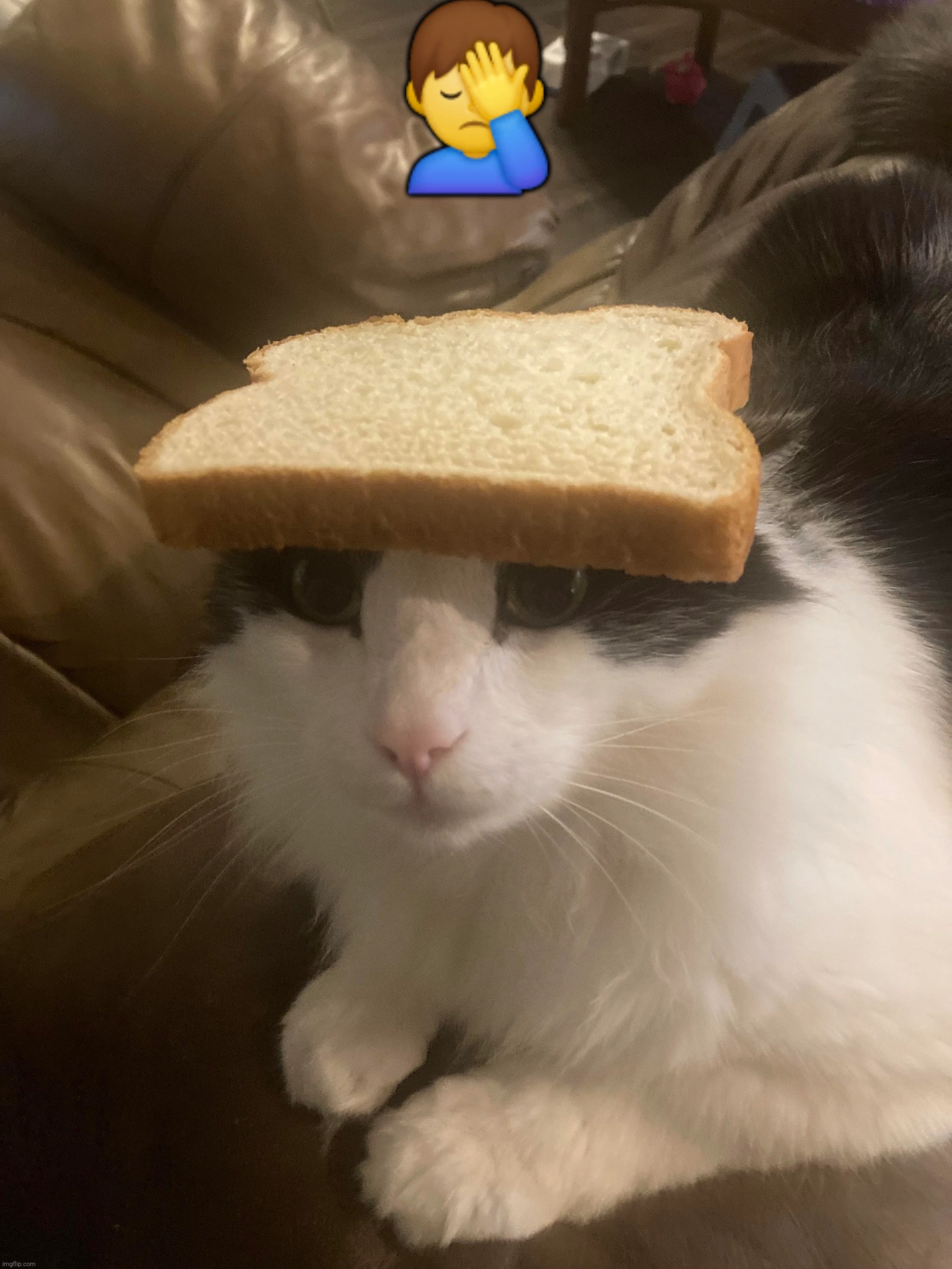 tis argument dumb af | 🤦‍♂️ | image tagged in bread cat | made w/ Imgflip meme maker
