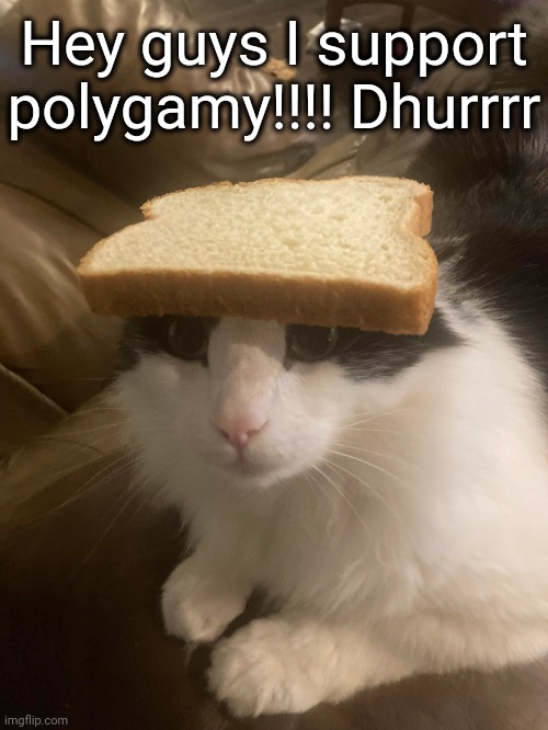 Vikb0i rn | Hey guys I support polygamy!!!! Dhurrrr | image tagged in bread cat | made w/ Imgflip meme maker