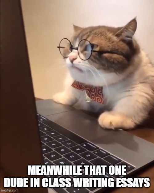 research cat | MEANWHILE THAT ONE DUDE IN CLASS WRITING ESSAYS | image tagged in research cat | made w/ Imgflip meme maker