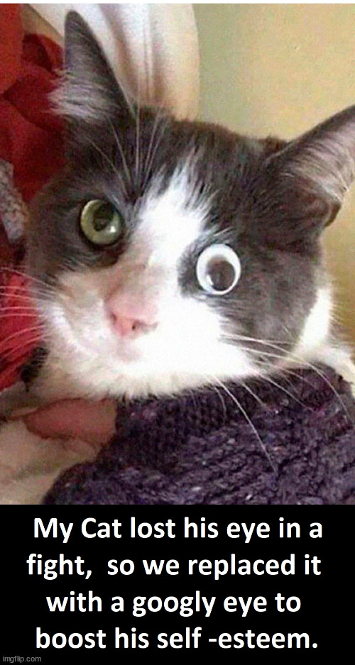 The Eyes Have It! | image tagged in cats,funny memes,funny | made w/ Imgflip meme maker