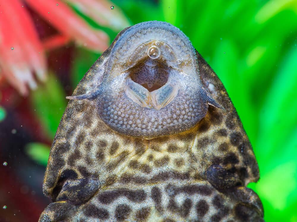 Cleaner fish Blank Meme Template