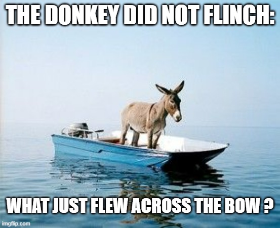 DONKEY ON A BOAT | THE DONKEY DID NOT FLINCH: WHAT JUST FLEW ACROSS THE BOW ? | image tagged in donkey on a boat | made w/ Imgflip meme maker