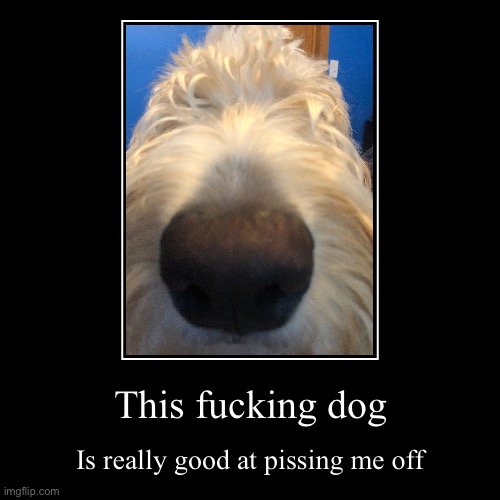This fucking dog | Is really good at pissing me off | made w/ Imgflip demotivational maker